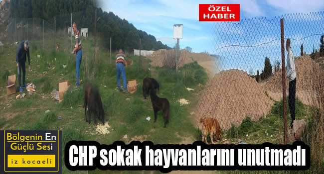 CHP Çayırova Sokak Hayvanlarını unutmadı